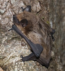 Eptesicus serotinus