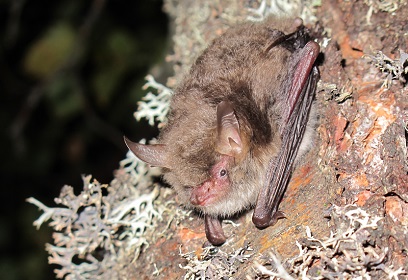 Myotis nattereri