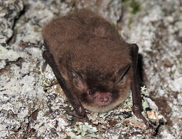 Myotis daubentonii