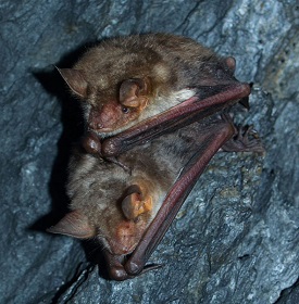 Myotis myotis