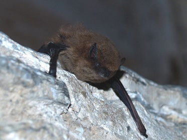 pipistrellus pipistrellus