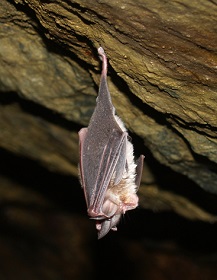 Rhinolophus euryale