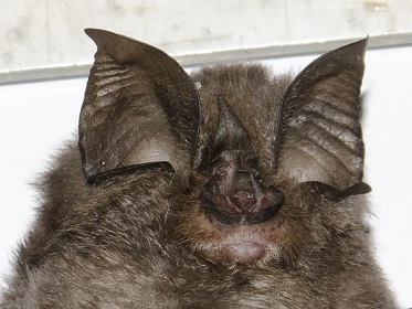 Rhinolophus hipposiderus