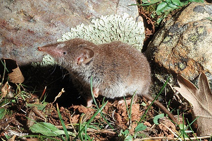 Crocidura russula