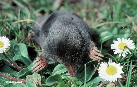 Talpa europaea