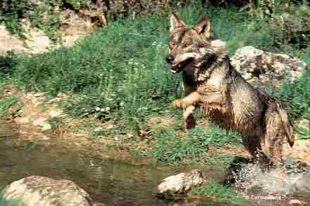 Canis lupus
