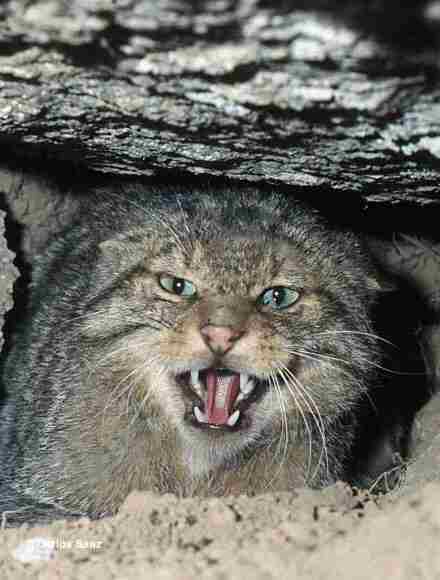Felis sylvestris