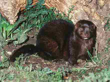 Mustela vison